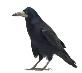 Fototapeta premium Rook, Corvus frugilegus, 3 years old