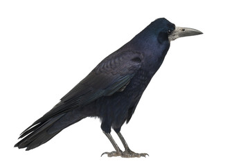 Rook, Corvus frugilegus, 3 years old