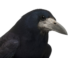 Rook, Corvus frugilegus, 3 years old