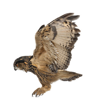 Eurasian Eagle-Owl, Bubo bubo, 15 years old, flying