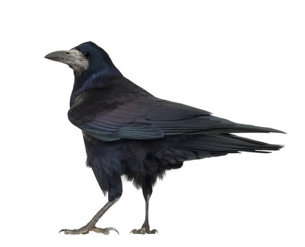 Rook, Corvus frugilegus, 3 years old, standing