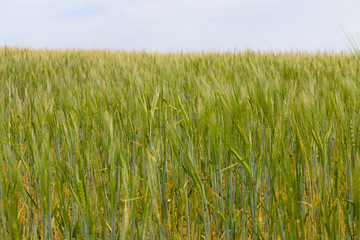 The green wheat field