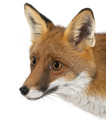 Red fox, Vulpes vulpes, 4 years old