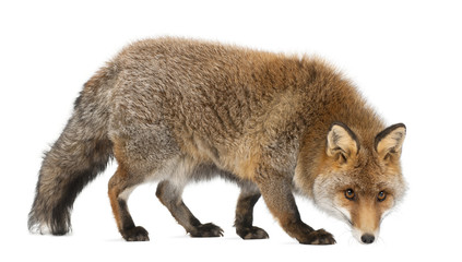 Old Red fox, Vulpes vulpes, 15 years old
