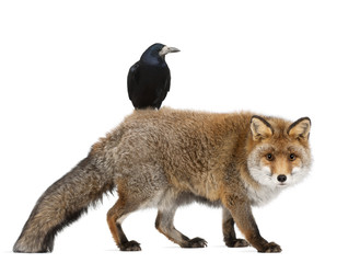 Old Red fox, Vulpes vulpes, 15 years old, and Rook