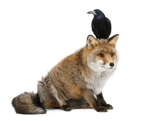 Old Red fox, Vulpes vulpes, and Rook, Corvus frugilegus