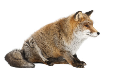 Old Red fox, Vulpes vulpes, 15 years old, sitting