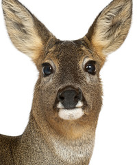 European Roe Deer, Capreolus capreolus, 3 years old