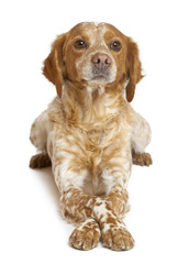 Brown speckled dog lying against white background
