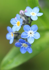 自生する蝦夷紫　Garden Forget-me-not