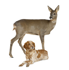 European Roe Deer, Capreolus capreolus, 3 years old, with dog