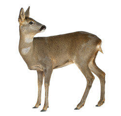 European Roe Deer, Capreolus capreolus, 3 years old © Eric Isselée