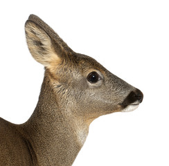 European Roe Deer, Capreolus capreolus, 3 years old