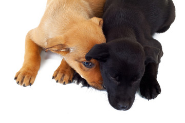 picture from above of two stray puppy dogs