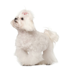Maltese standing against white background