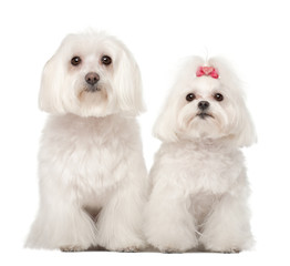 Two Maltese, 4 and 8 years old, standing