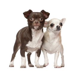 Chihuahuas, 2 and 4 years old, standing against white background
