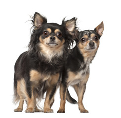 Chihuahuas, 4 and 2 years old, standing against white background