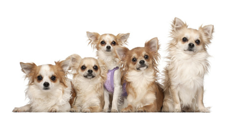 Obraz premium Chihuahuas, 10 months and 3 years old, sitting