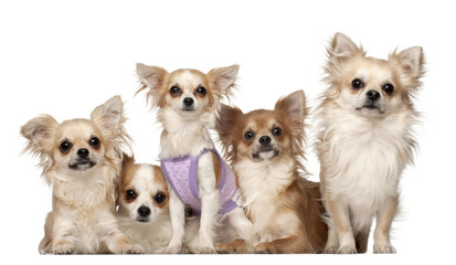 Chihuahuas, 10 months and 3 years old, sitting