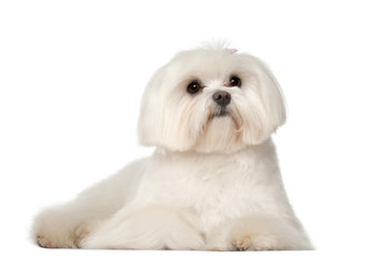 Maltese, 1 year old, lying against white background