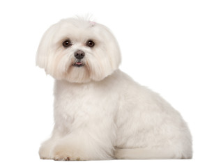 Maltese, 1 year old, sitting against white background