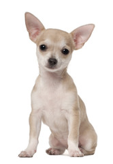 Chihuahua puppy, 3 months old, sitting against white background