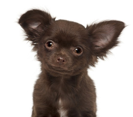 Chihuahua puppy, 3 months old, against white background