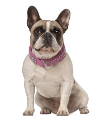 Fototapeta premium French Bulldog, 4 years old, sitting against white background
