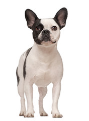 French Bulldog, 3 years old, standing against white background