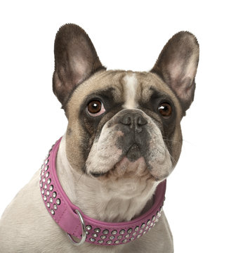 French Bulldog, 4 years old, against white background