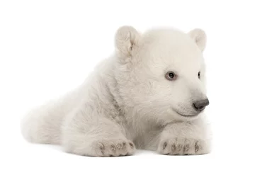 Papier Peint photo autocollant Ours polaire Polar bear cub, Ursus maritimus, 3 months old
