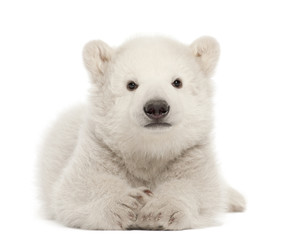 Polar bear cub, Ursus maritimus, 3 months old, lying