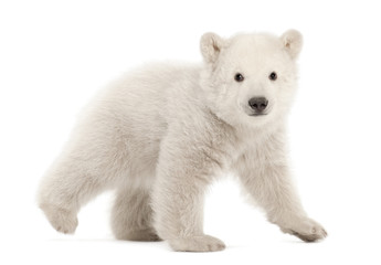 Eisbärenjunges Ursus Maritimus, 3 Monate alt