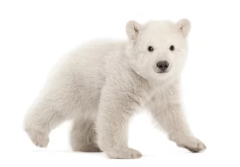 Wall murals Icebear Polar bear cub, Ursus maritimus, 3 months old