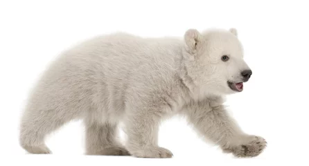 Abwaschbare Fototapete Eisbär Eisbärenjunges Ursus Maritimus, 3 Monate alt