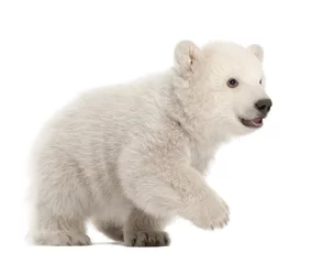 Abwaschbare Fototapete Eisbär Eisbärenjunges Ursus Maritimus, 3 Monate alt