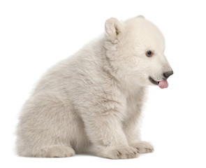 Polar bear cub, Ursus maritimus, 3 months old