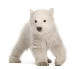 Aluminium Prints Icebear Polar bear cub, Ursus maritimus, 3 months old