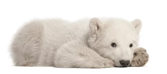 Fototapete Eisbär Eisbärjunges Ursus Maritimus, 3 Monate alt, liegend