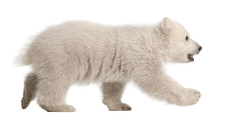 Polar bear cub, Ursus maritimus, 3 months old, walking - obrazy, fototapety, plakaty
