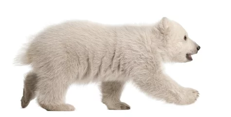 Peel and stick wall murals Icebear Polar bear cub, Ursus maritimus, 3 months old, walking