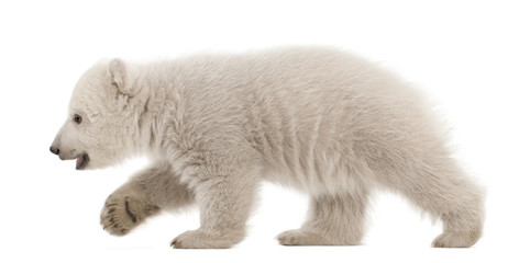 Polar bear cub, Ursus maritimus, 3 months old, walking