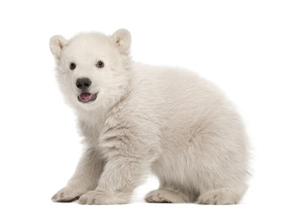 Polar bear cub, Ursus maritimus, 3 months old, standing