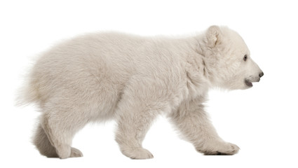 Eisbärenjunges Ursus Maritimus, 3 Monate alt