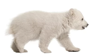 Foto auf Acrylglas Eisbär Eisbärenjunges Ursus Maritimus, 3 Monate alt