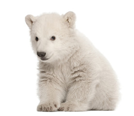 Polar bear cub, Ursus maritimus, 3 months old, sitting - obrazy, fototapety, plakaty