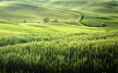 toscana,colline