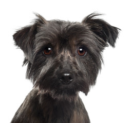 Yorkshire Terrier, 2 years old, against white background