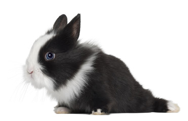 Rabbit, 6 months old, against white background